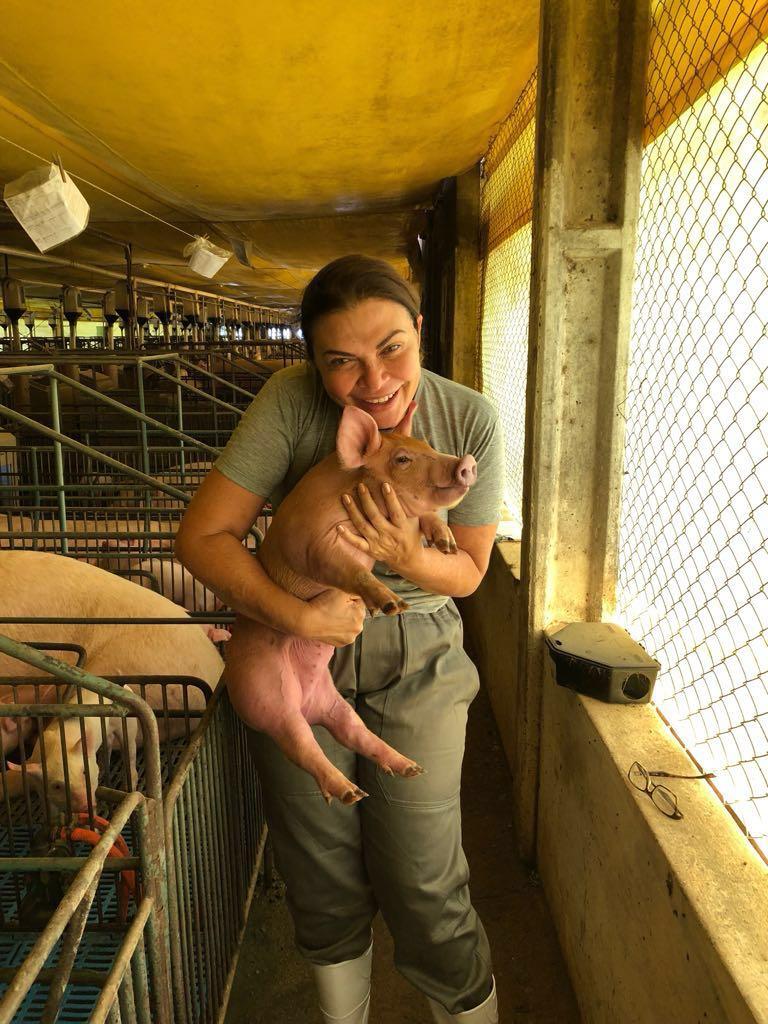 Suinocultura de precisão: o papel da genética e manejo no aumento da produtividade