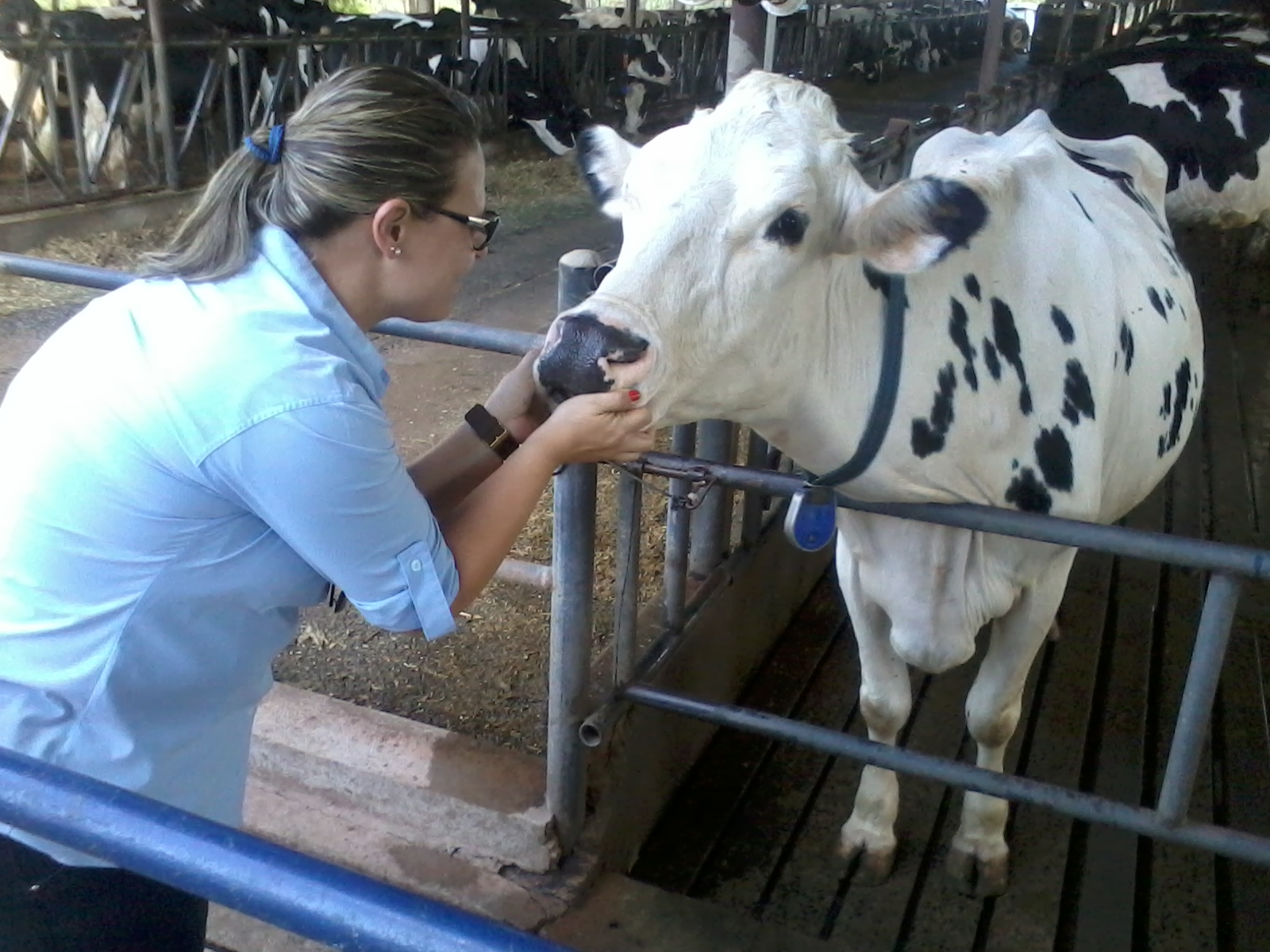 Bem-estar Animal em Confinamento: A Chave para Produtividade e Rentabilidade no Agro