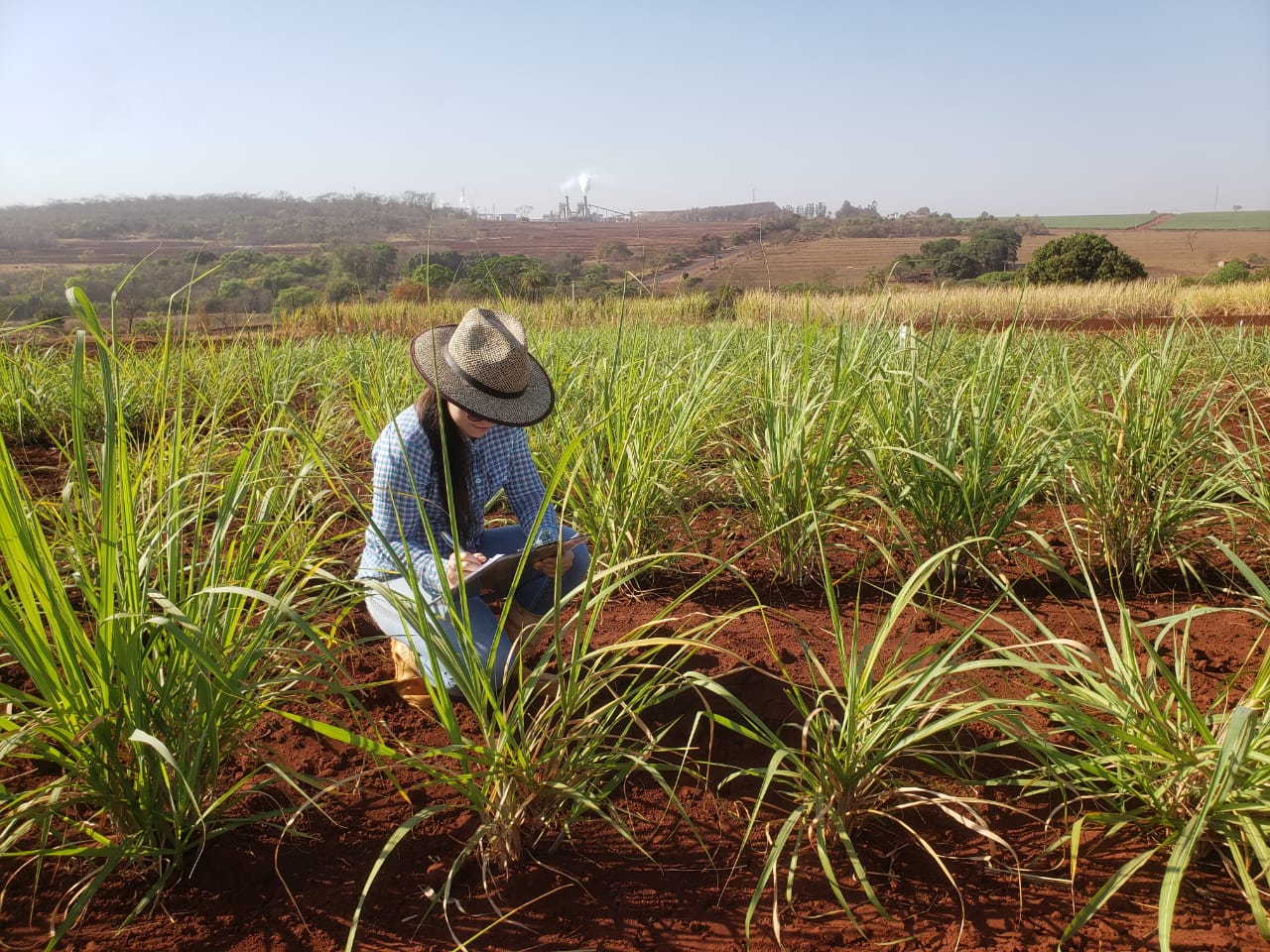 Manejo Antecipado: Como Garantir Maiores Produtividades na Soja e Sustentar o Solo nas Entressafras