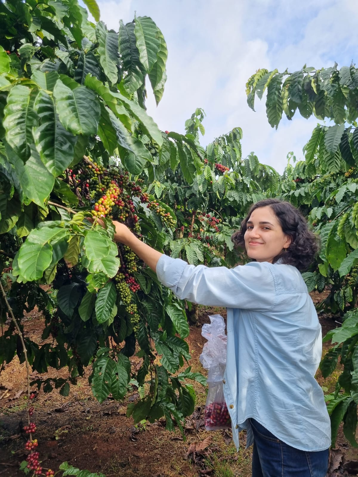 Oscilações no mercado de café: desafios e estratégias para o produtor